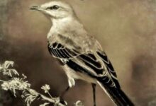 Luxury SA – Mocking Bird